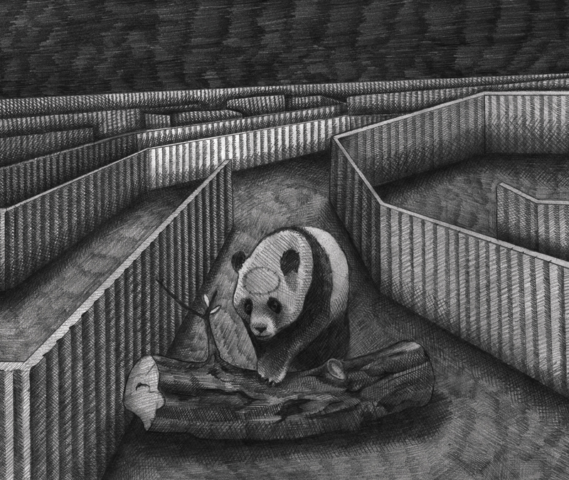 the panda bear with the polar's brain moves cautiously through the maze
